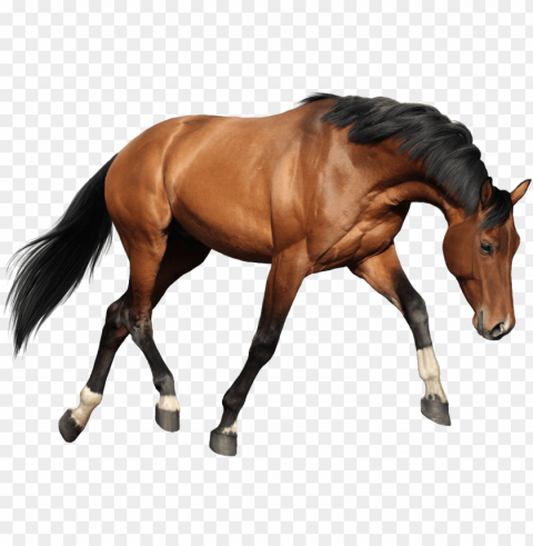 bem fácil - imagens de cavalos Transparent PNG pictures for editing