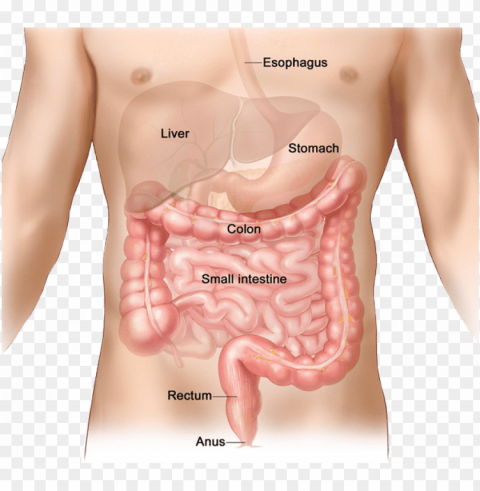 benefits of colon hydrotherapy - anus in human body PNG artwork with transparency