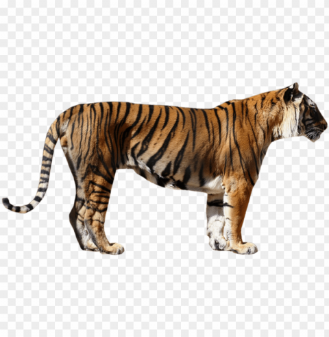 bengal tiger photos - transparent tiger High-resolution PNG images with transparency