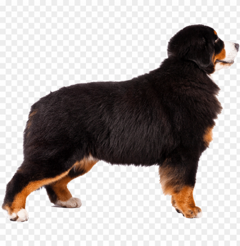 bernese moutain dog pictures - bernese mountain dog HighResolution PNG Isolated on Transparent Background