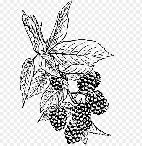 berry - blackberry drawi PNG images with alpha transparency wide selection