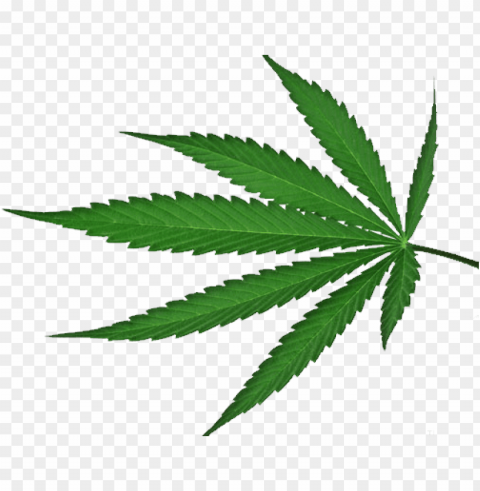 best free cannabis icon - cannabis leaf green background PNG transparent images bulk