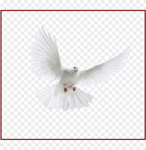 best holy spirit dove clip art of flying in front you - uçan beyaz güvercin PNG with Isolated Transparency