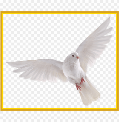 best holy spirit dove clip art of flying in front you - white dove no background PNG Graphic Isolated with Transparency