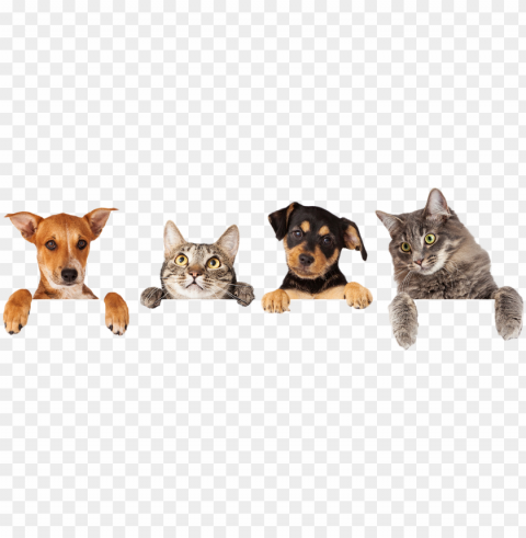 best pets veterinary hospital is your veterinarian - cats and dogs hangi PNG Image Isolated with Clear Background