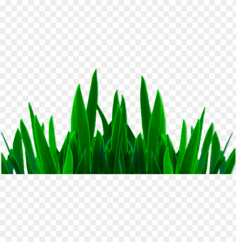 best editing grass - pictures hd photosho PNG transparent photos vast collection