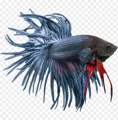 betta fish clipart freeuse free - siamese fighting fish PNG files with clear background bulk download