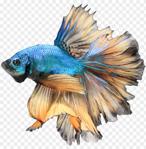 betta free download - betta Isolated Character in Clear Background PNG