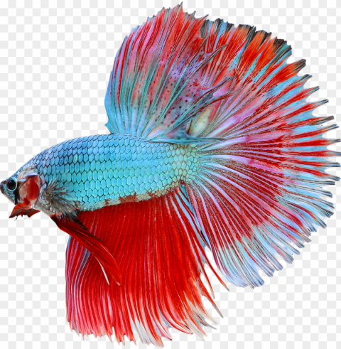 betta image - halfmoon betta Isolated Subject with Clear Transparent PNG