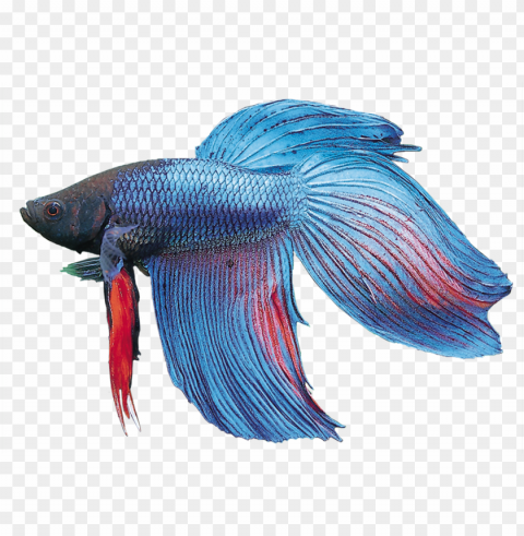 betta splendens - bony-fish Isolated Subject in Transparent PNG Format