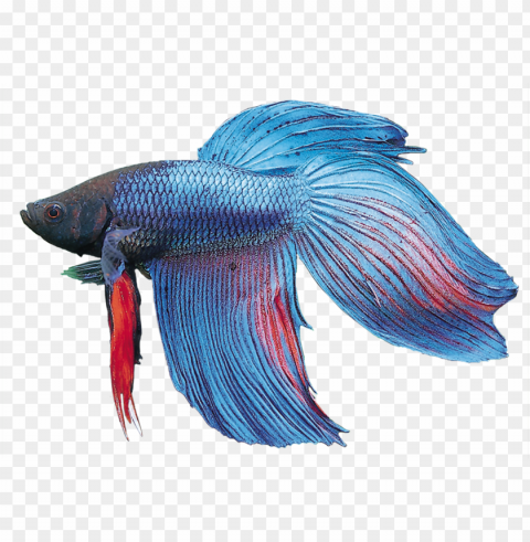 Betta Splendens - Bony-fish Isolated Subject In Transparent PNG Format