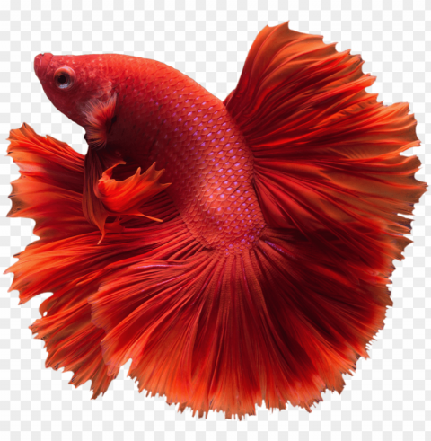 betta - betta Isolated Item in Transparent PNG Format