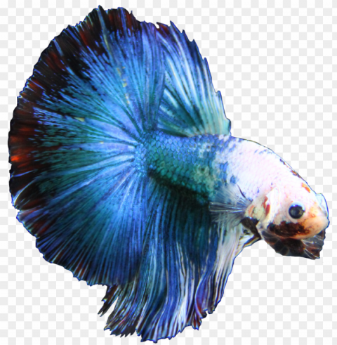 bettaonbanner - blue betta fish Transparent PNG Image Isolation