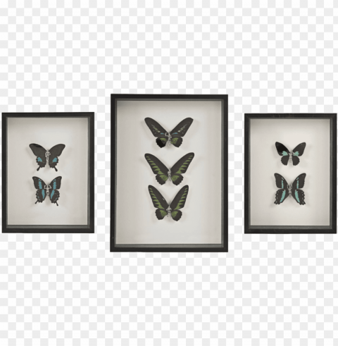 beyond the fairytale dark - lepidoptera PNG images free