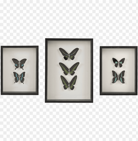 Beyond The Fairytale Dark - Lepidoptera PNG Images Free