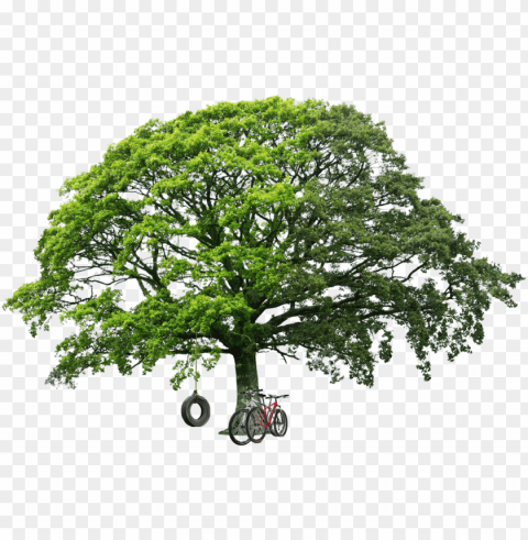 big green tree image - oak tree ClearCut Background PNG Isolated Subject