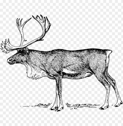 Big Image - Caribou Black And White Clip Art PNG Transparent Images For Websites