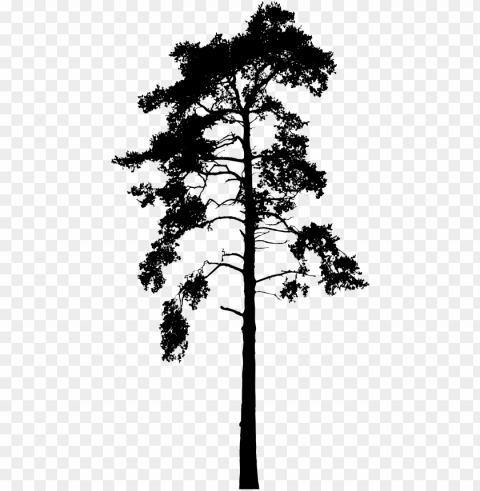 big image - georgia pine HighQuality Transparent PNG Isolated Artwork