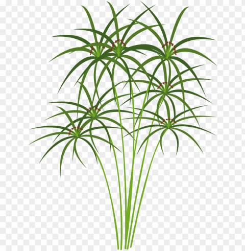 big image - papyrus plant clipart Isolated Artwork on Clear Transparent PNG