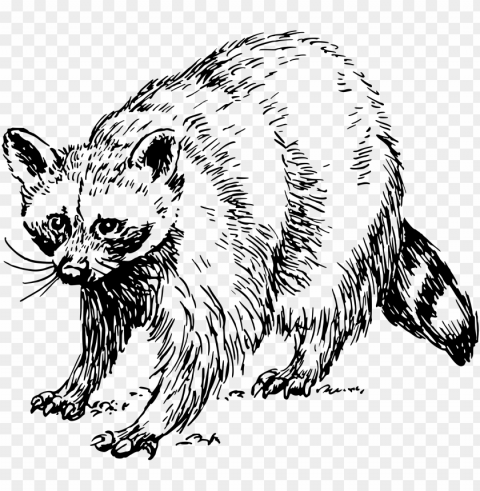 big image - raccoon clipart black and white PNG files with no backdrop wide compilation