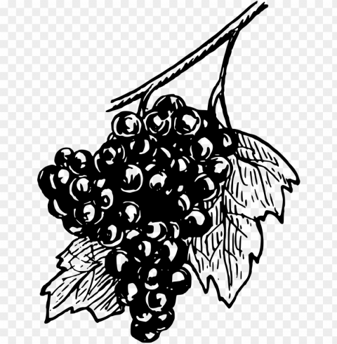 big image - white wine grapes black and white PNG files with no background assortment