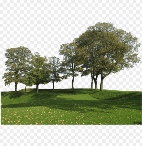 big trees group - back ground tree PNG pictures with no background PNG transparent with Clear Background ID 6541c886