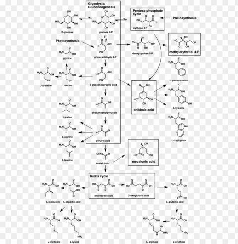 Biosynthesisedit - Biogenesis Of Natural Products High-resolution Transparent PNG Images Set