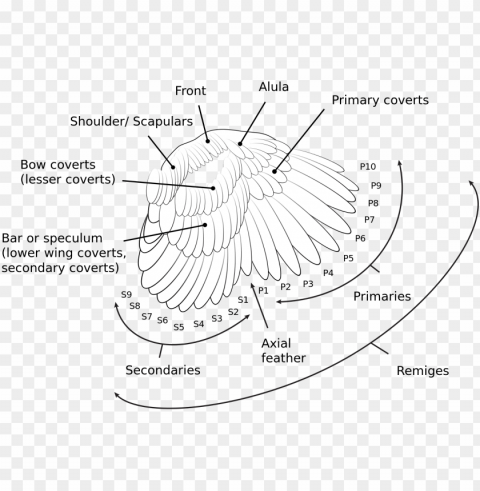 bird PNG images without restrictions