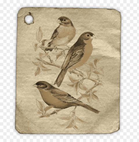 Bird Isolated Element On HighQuality Transparent PNG