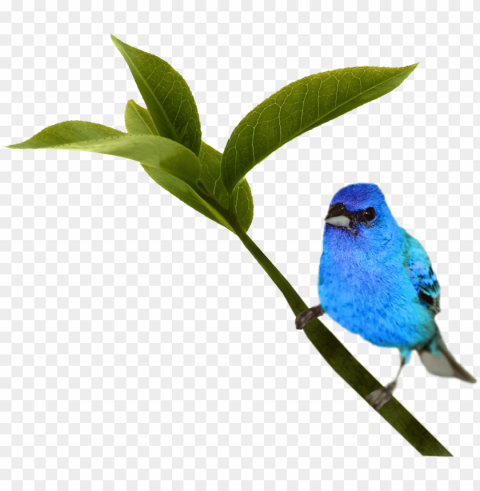 Bird PNG Art