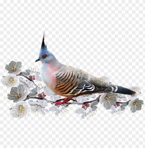 bird PNG no watermark