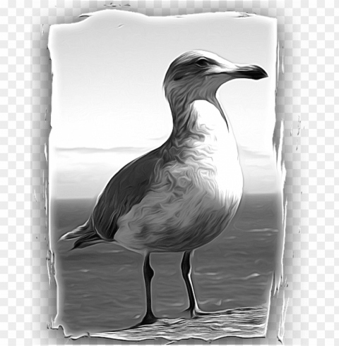 bird PNG photos with clear backgrounds