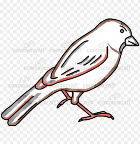 Bird PNG Pictures Without Background