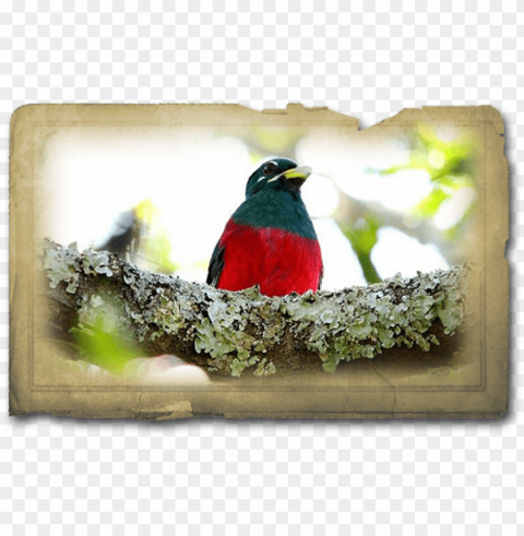 bird PNG images with no background necessary PNG transparent with Clear Background ID b1044283