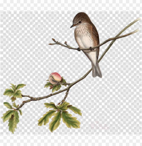 bird clipart house sparrow the birds of australia - clip art Isolated Element with Transparent PNG Background