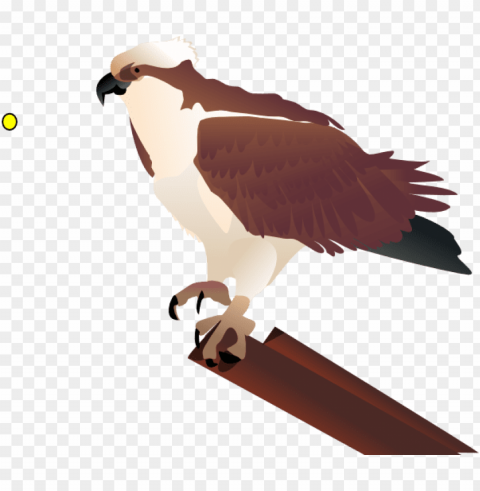 bird clipart - osprey clipart Isolated Icon in Transparent PNG Format
