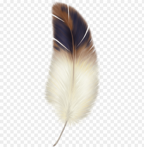 Bird Feather Isolated Item On Transparent PNG Format