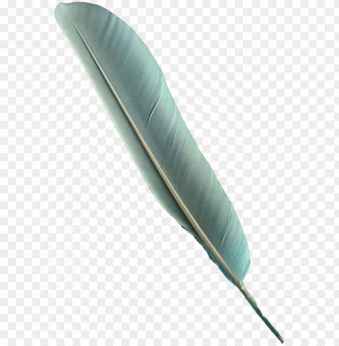 bird feather - bird feather pen Clear background PNG images comprehensive package