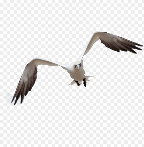 bird flight by queenphotoshop on deviantart - bird flying photosho ClearCut Background Isolated PNG Design
