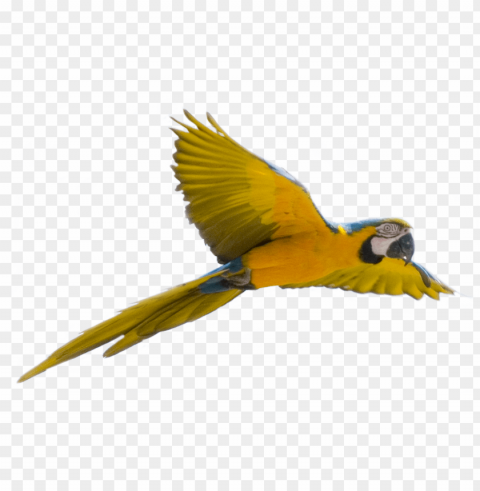 bird flying transparent background Isolated Graphic on HighQuality PNG