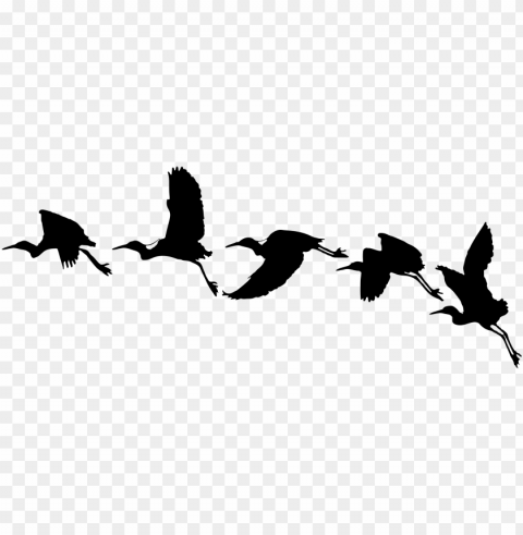 Bird Flying Vector PNG Image Isolated With Transparent Clarity