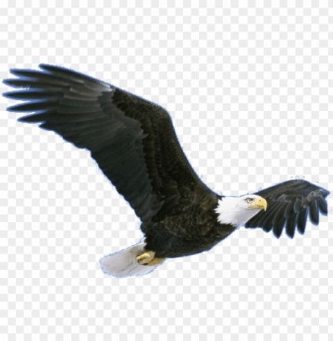 bird grand canyon animals Isolated Item on HighResolution Transparent PNG