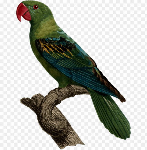 bird great billed parrot blue naped parrot vertebrate - burung betet kelapa paruh besar PNG transparent stock images