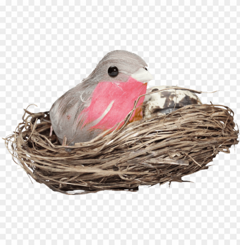 bird in nest Clear PNG pictures broad bulk
