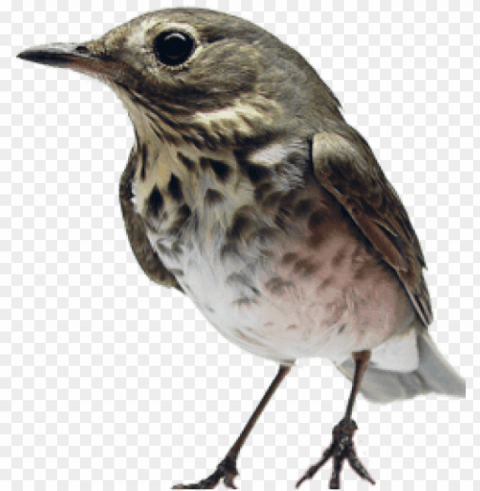 bird in the hand PNG pics with alpha channel PNG transparent with Clear Background ID 082563ff