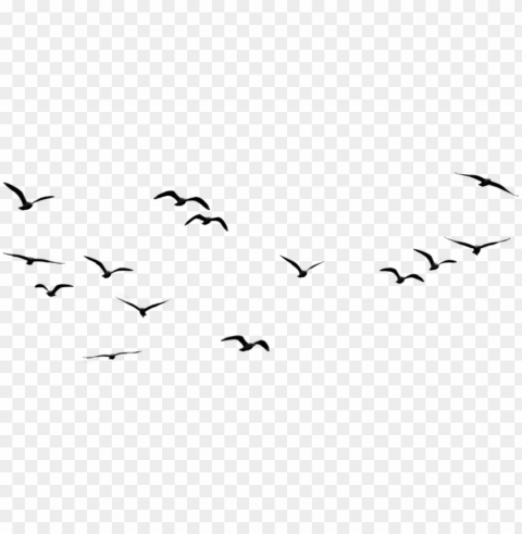 bird in the sky PNG transparent graphics comprehensive assortment