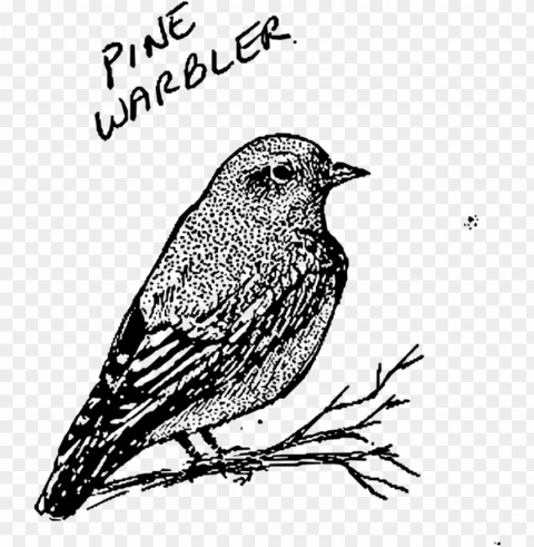 Bird Line Art PNG Transparent Elements Compilation