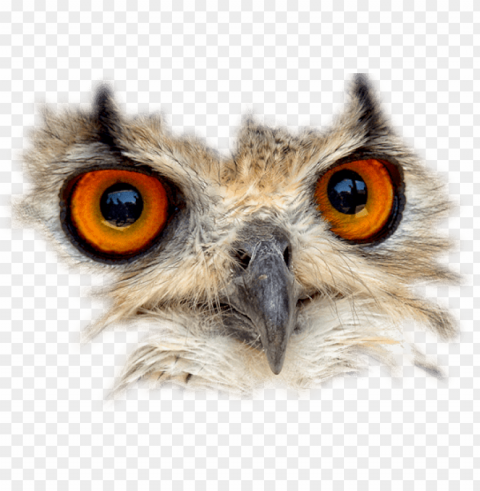 Bird Mask Isolated Element On HighQuality PNG