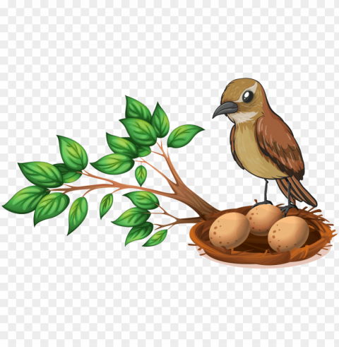 bird nest on tree PNG without watermark free