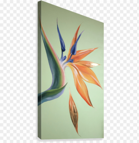 bird of paradise Isolated Subject with Clear PNG Background